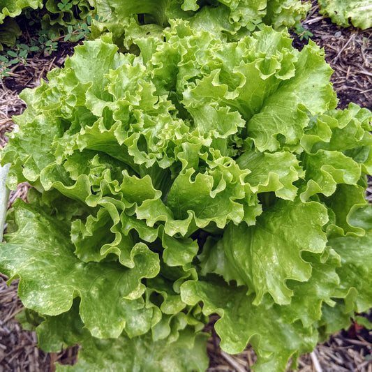 Lettuce, Muir