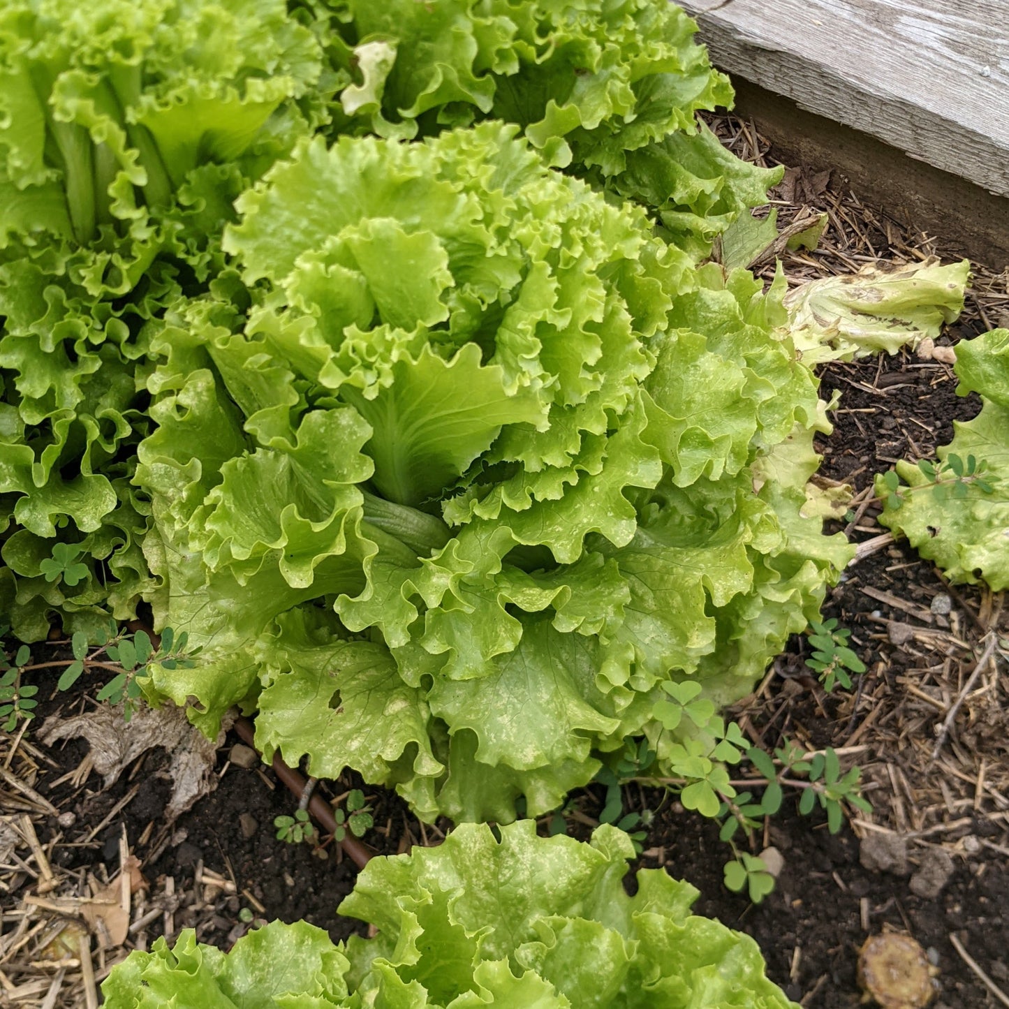 Lettuce, Muir