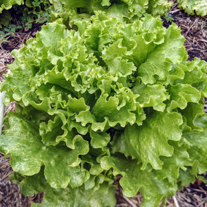 Lettuce, Muir