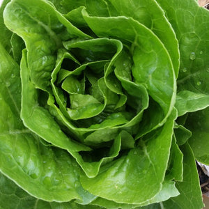 Lettuce, Little Gem