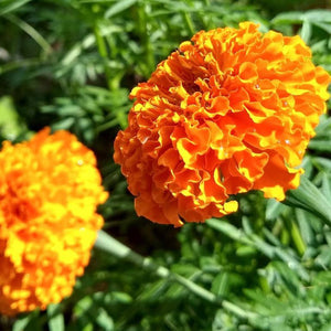 Marigold, Giant Orange