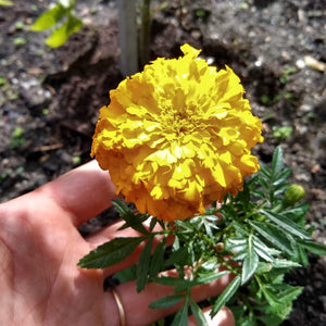 Marigold, Giant Yellow