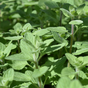 Marjoram, Zaatar