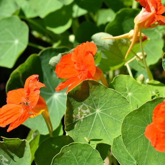 Nasturium, Kaleidoscope