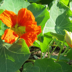 Nasturium, Alaska Mix