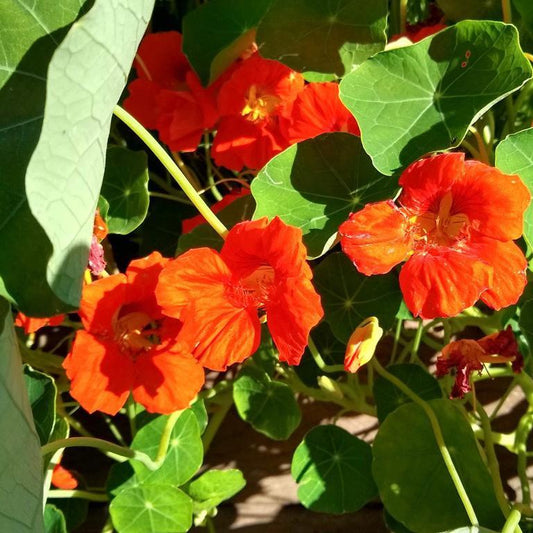 Nasturium, Empress of India