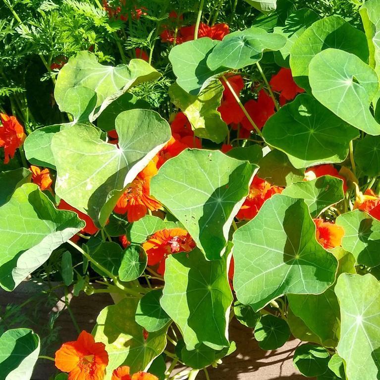 Nasturium, Empress of India