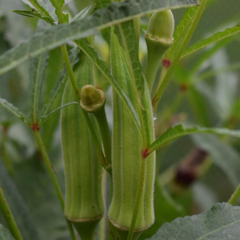 Okra, Clemson Spineless