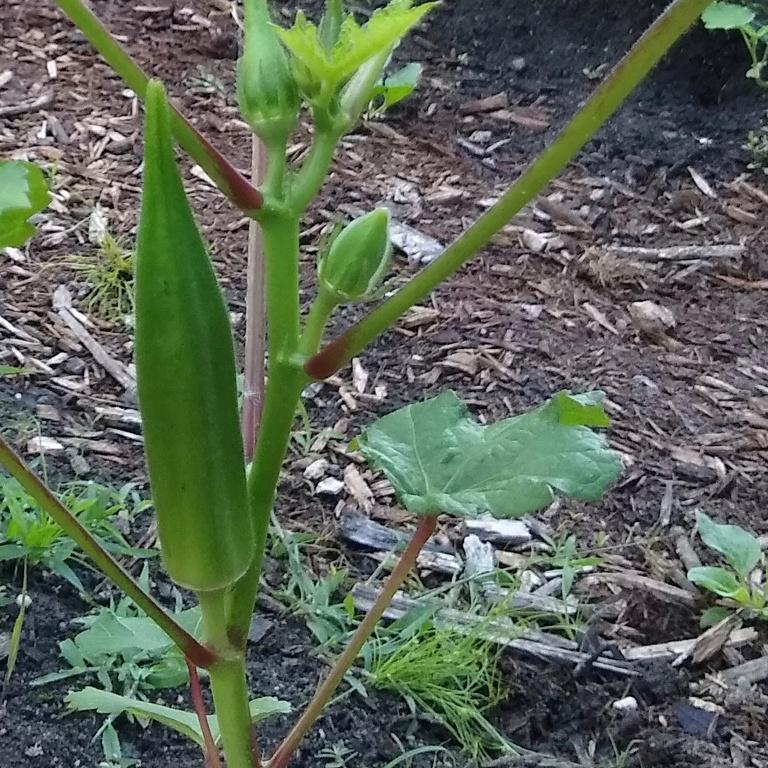 Okra, Clemson Spineless