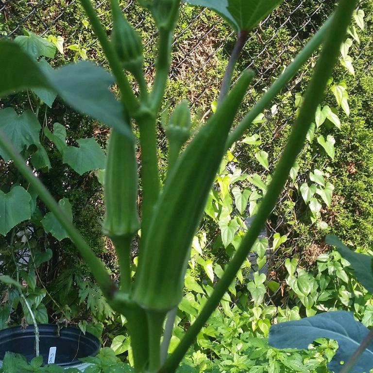 Okra, Clemson Spineless
