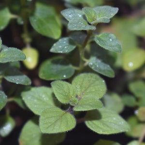 Oregano, Greek