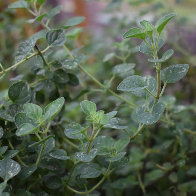 Oregano, Greek