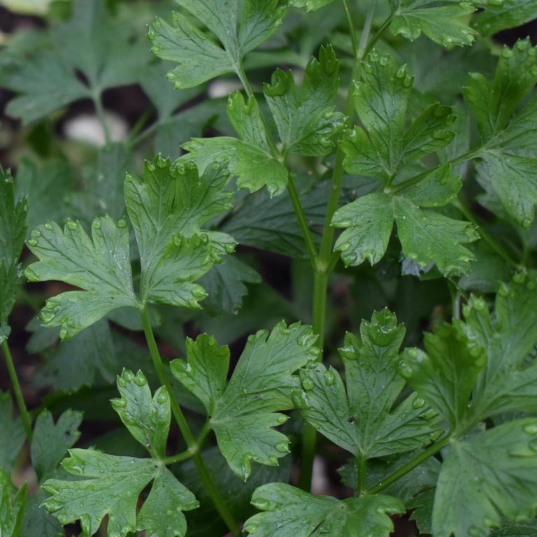Parsley, Giant of Italy