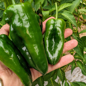 Hot Pepper, Ancho Poblano