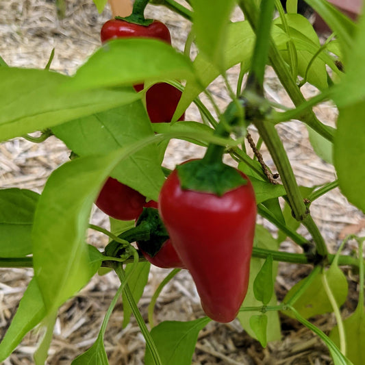 Sweet Pepper, Lunchbox Snack