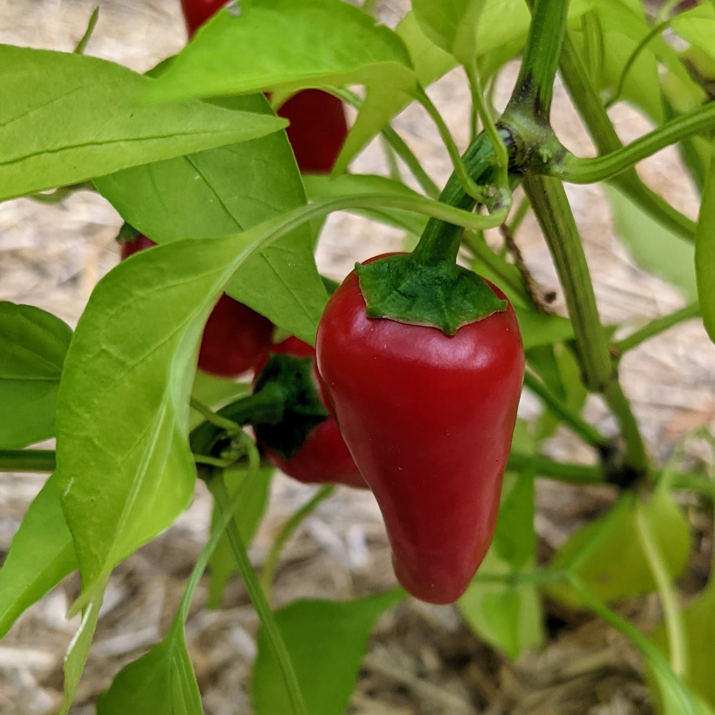 Sweet Pepper, Lunchbox Snack