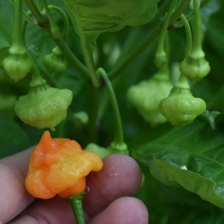 Hot Pepper, Aji Dulce