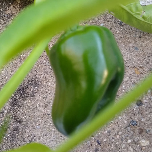 Hot Pepper, Ancho Poblano