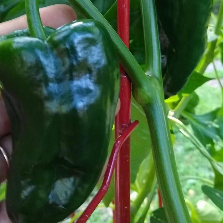 Hot Pepper, Ancho Poblano