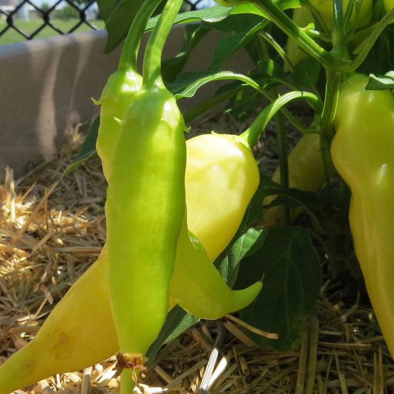 Hot Pepper, Lightning