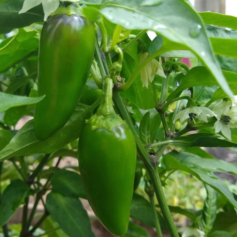 Hot Pepper, Early Jalapeno