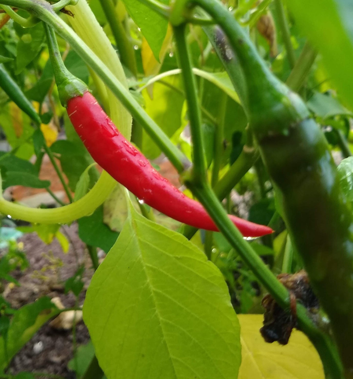 Hot Pepper, Ring of Fire