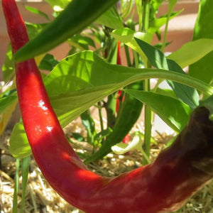 Sweet Pepper, Jimmy Nardello's