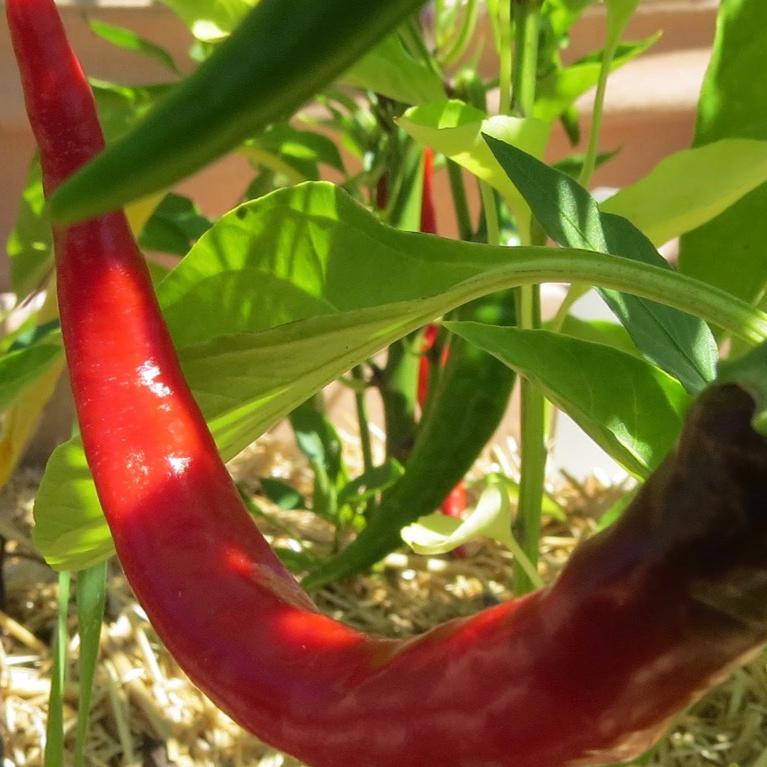 Sweet Pepper, Jimmy Nardello's