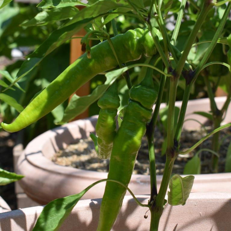 Sweet Pepper, Jimmy Nardello's