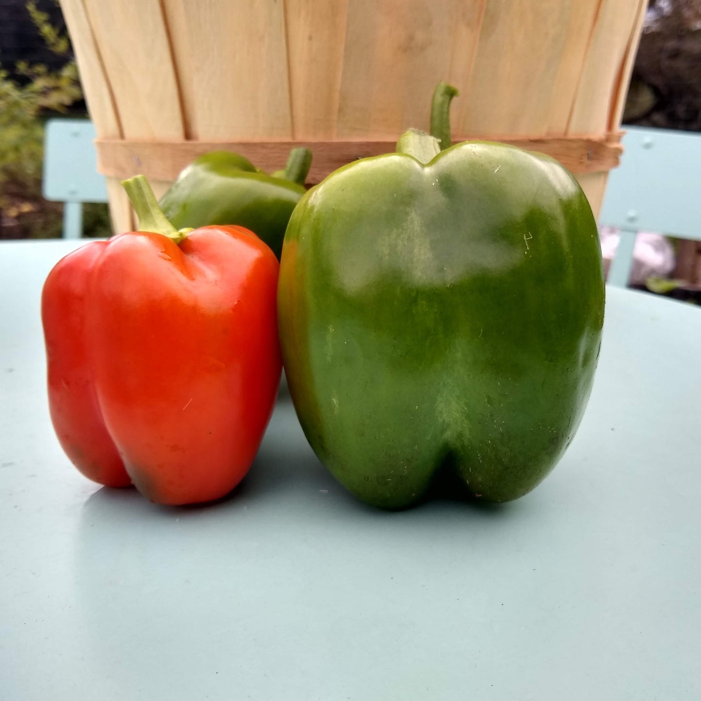 Sweet Pepper, King of the North