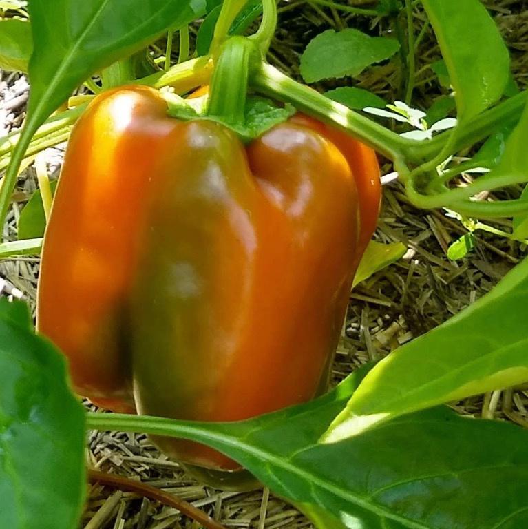 Sweet Pepper, King of the North