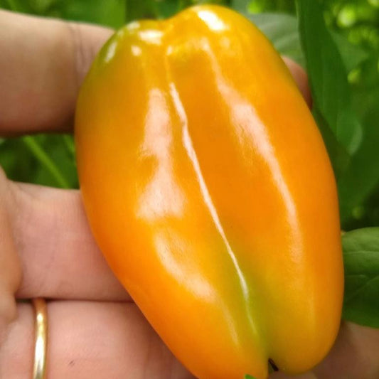 Sweet Pepper, Lunchbox Snack