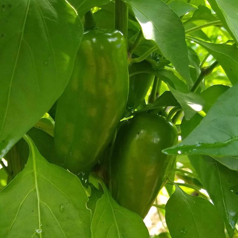Sweet Pepper, Lunchbox Snack