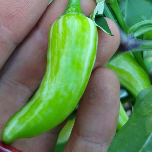 Hot Pepper, Pippin's Fish