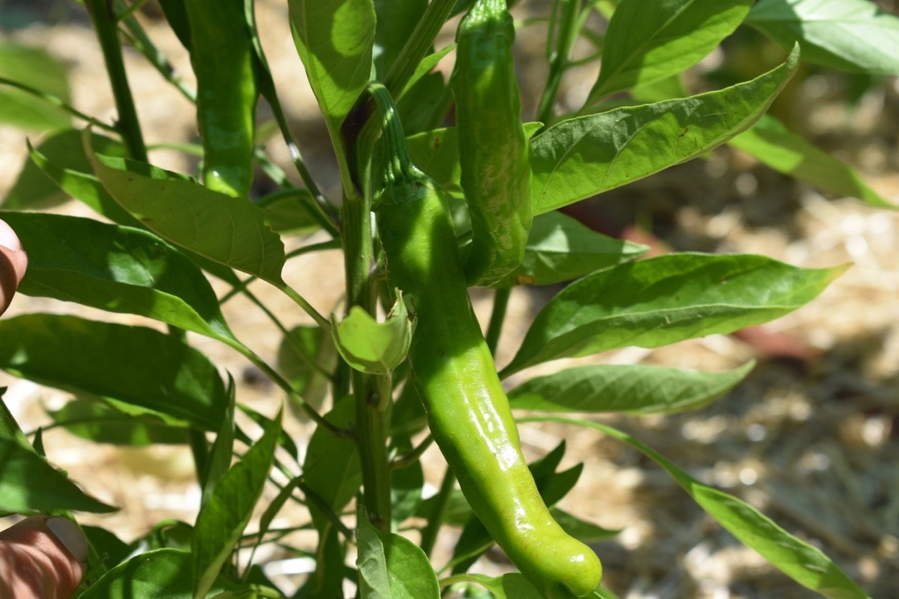 Hot Pepper, Shishito