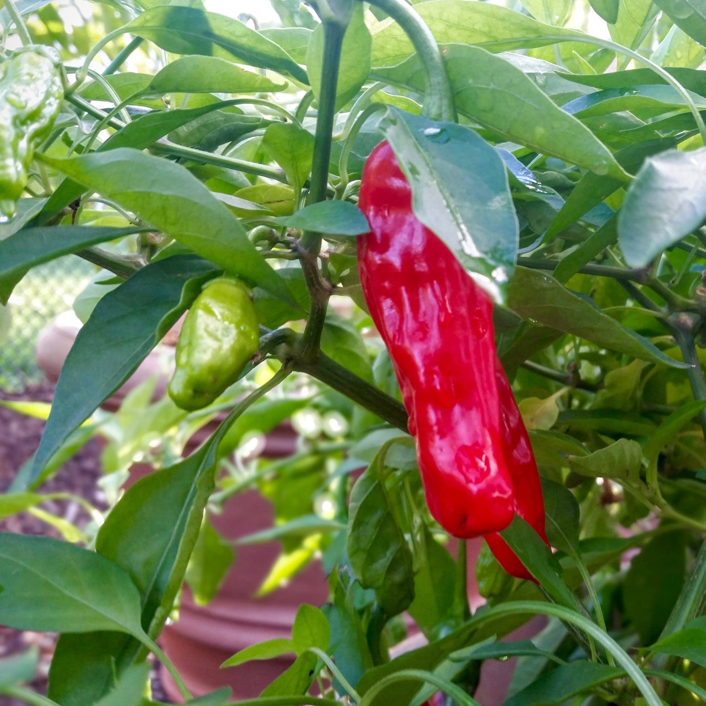 Hot Pepper, Shishito