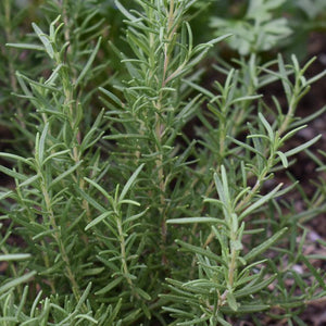 Rosemary, BBQ