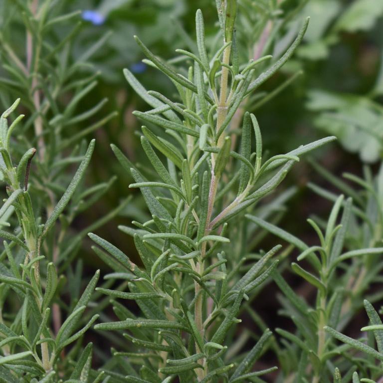 Rosemary, BBQ
