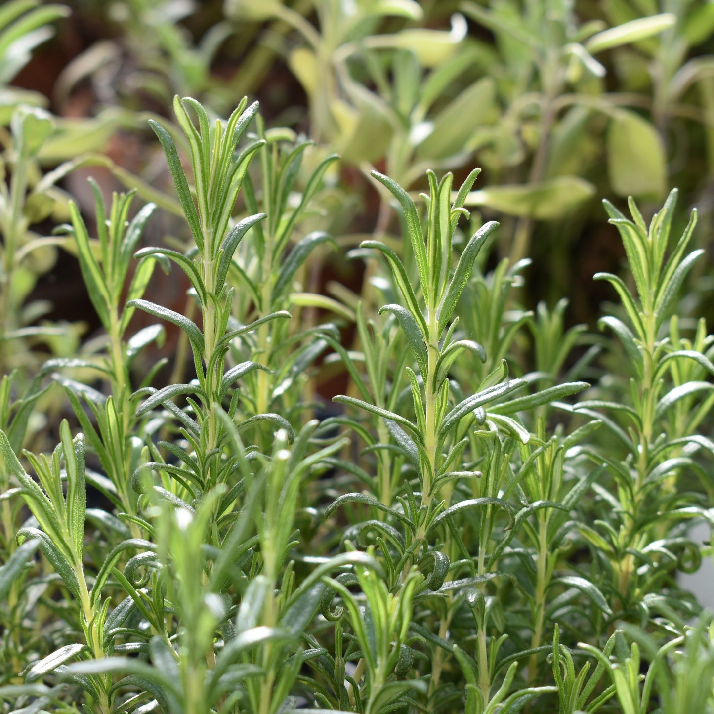 Rosemary, BBQ