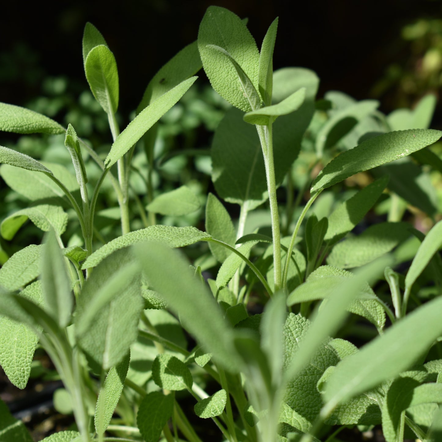 Sage, Broadleaf