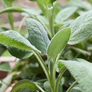 Sage, Broadleaf