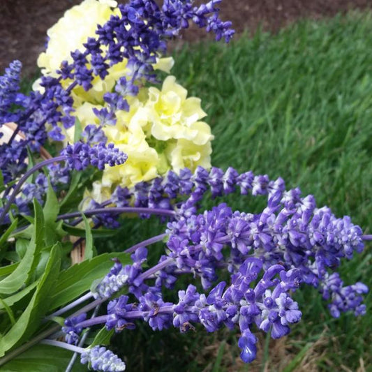 Salvia, Victoria Blue