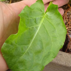 Sorrel, French