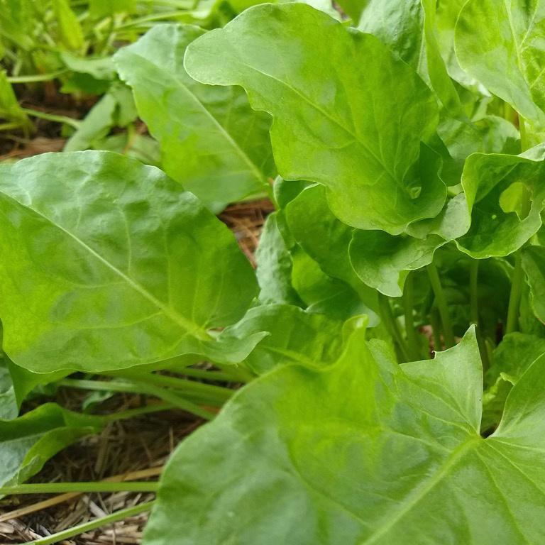 French Sorrel, Broadleaf