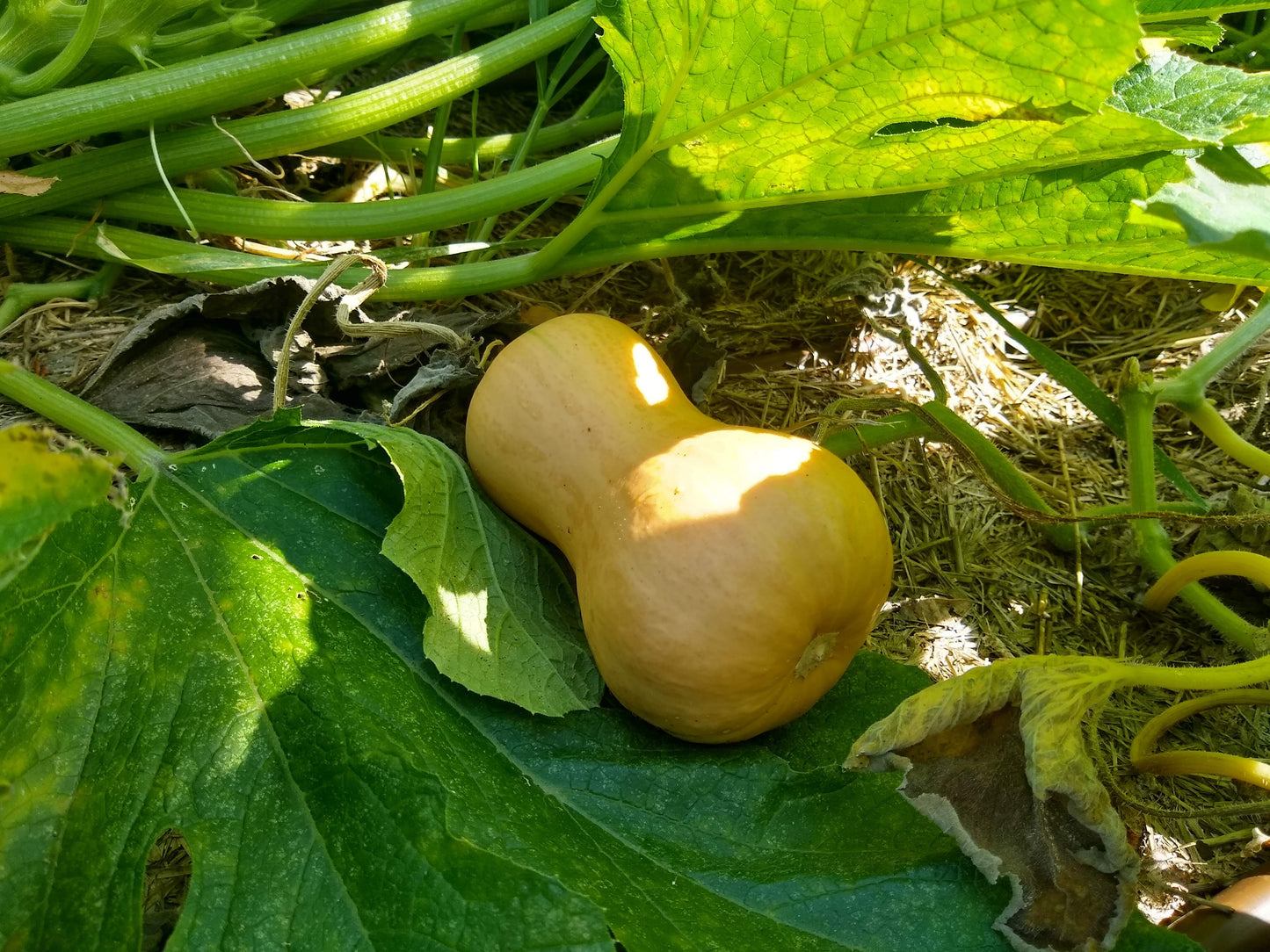 Winter Squash, Butterscotch