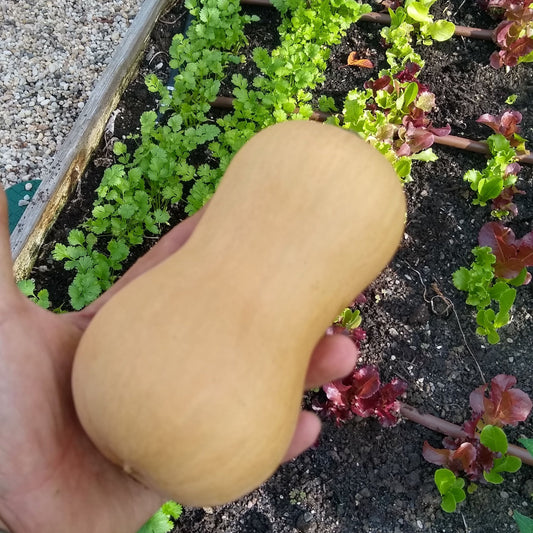 Winter Squash, Butterscotch