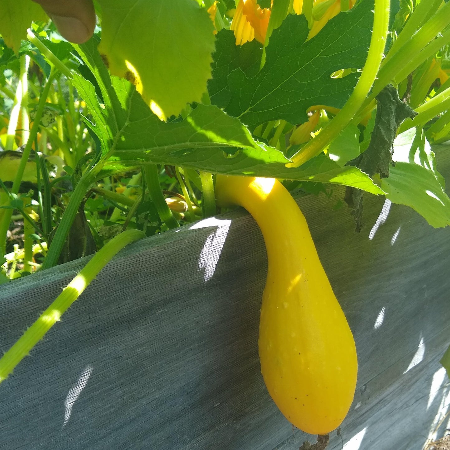 Summer Squash, Yellow Crookneck