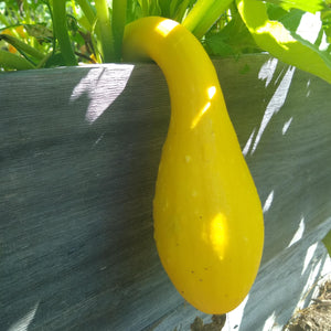 Summer Squash, Yellow Crookneck