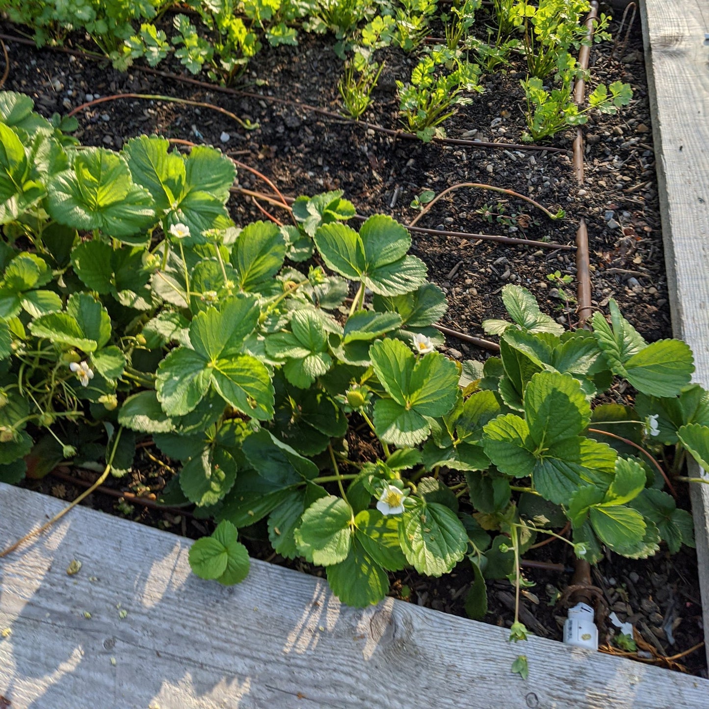 Strawberry, Seascape and Albion Mix