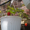 Hanging Basket